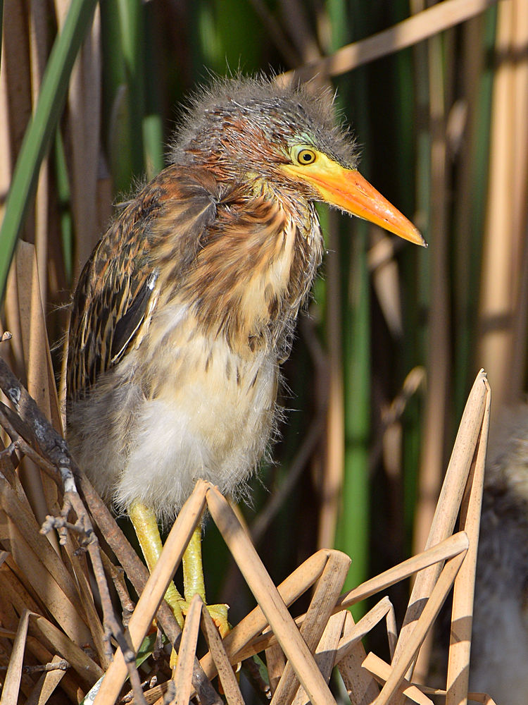 GreenHeron2.jpg