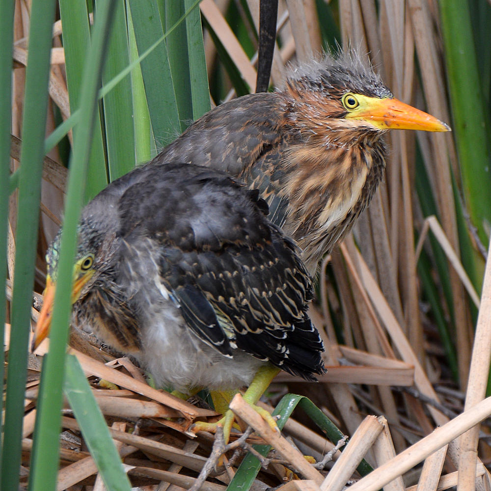 GreenHeron2.jpg