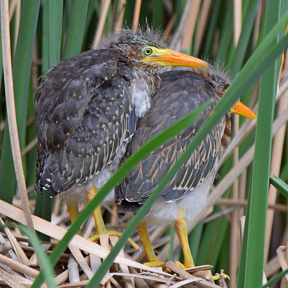 GreenHeron2.jpg