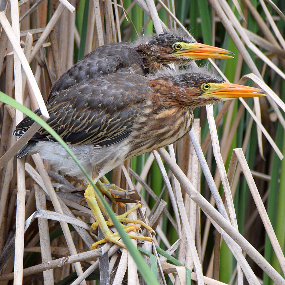 GreenHeron2.jpg