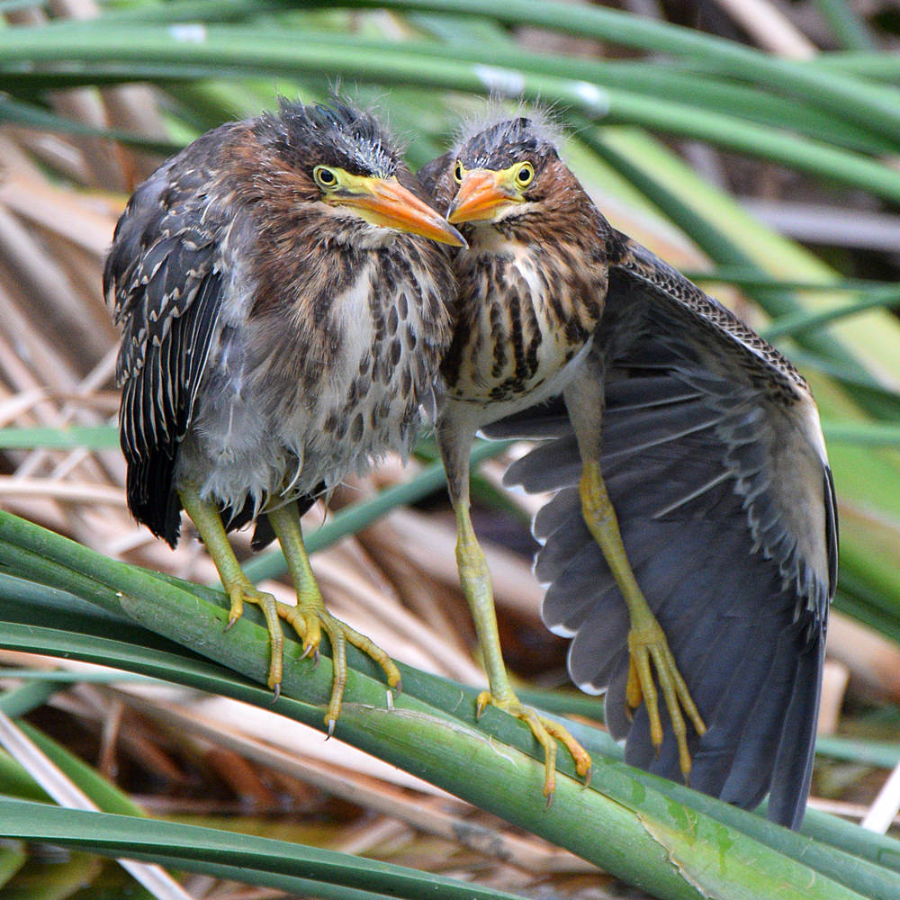 GreenHeron2.jpg