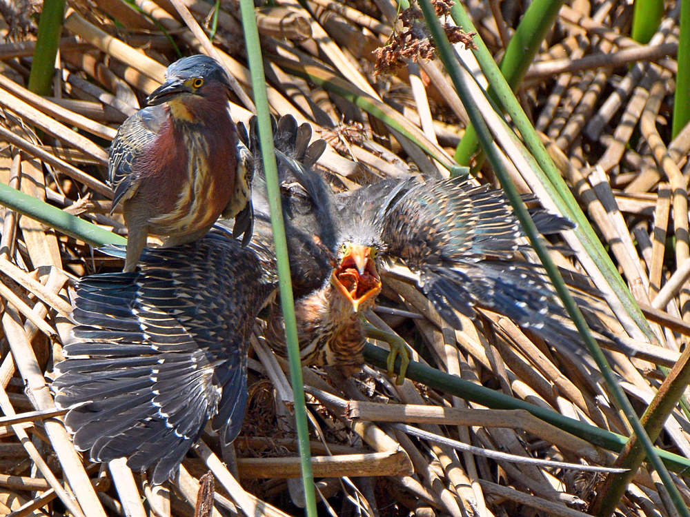 GreenHeron2.jpg