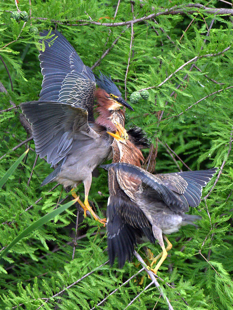GreenHeron2.jpg