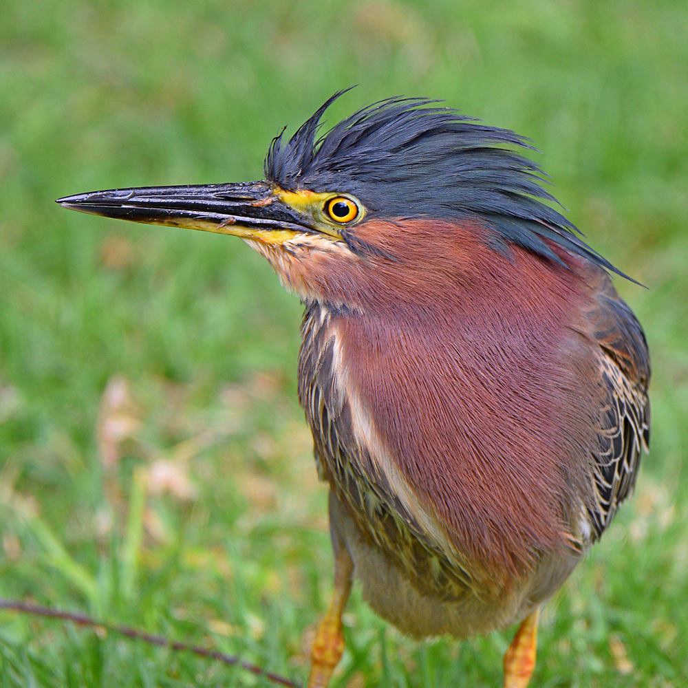 GreenHeron2.jpg