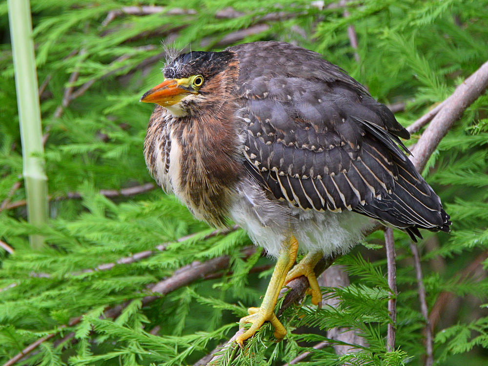 GreenHeron2.jpg