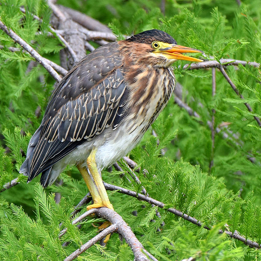 GreenHeron2.jpg