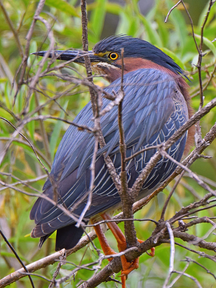 GreenHeron2.jpg