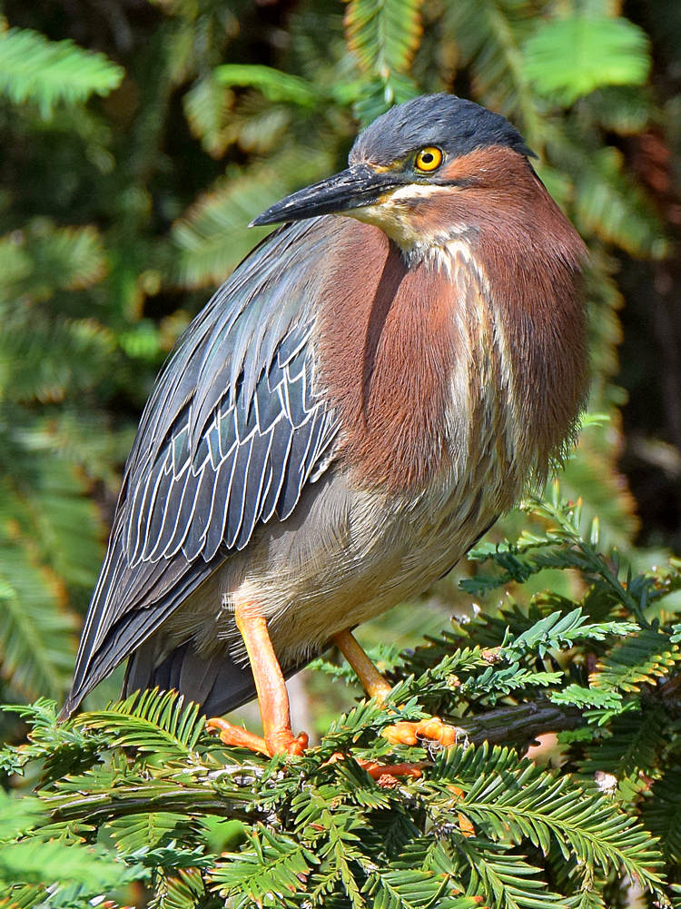 GreenHeron2.jpg