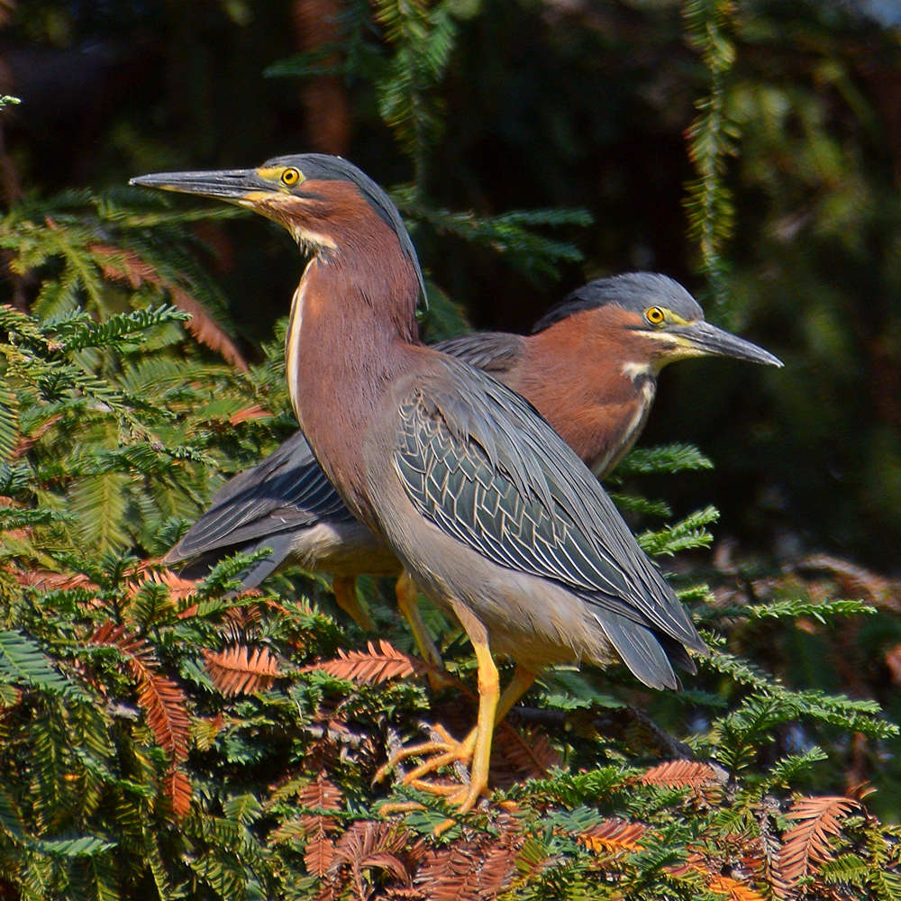GreenHeron2.jpg