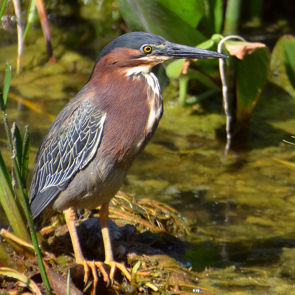 GreenHeron2.jpg