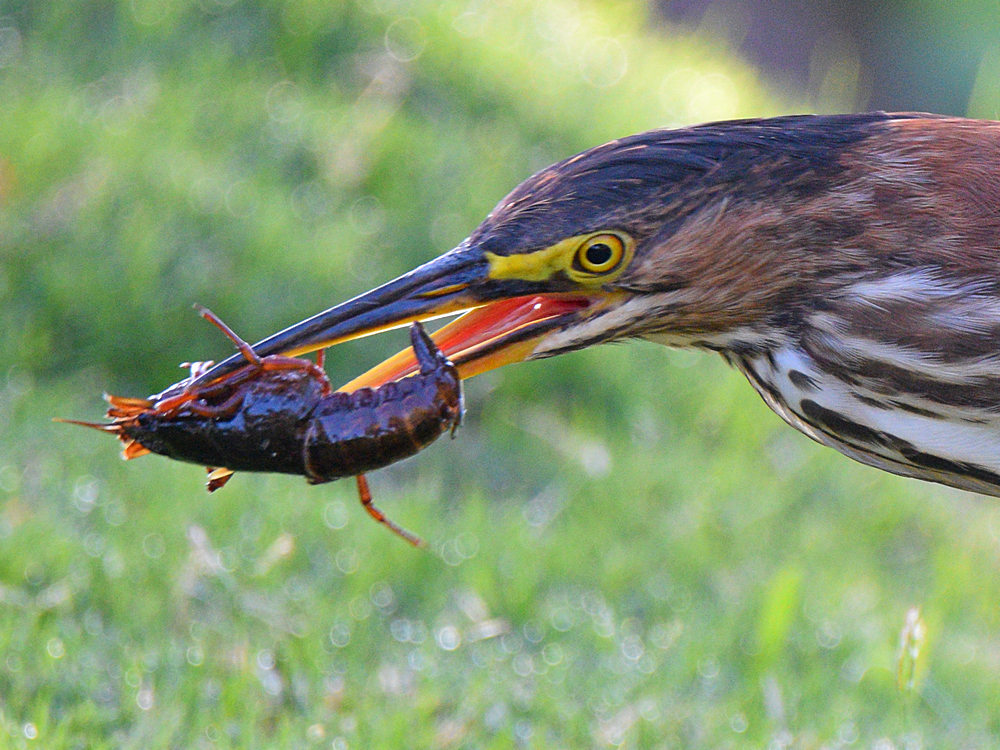 GreenHeron2.jpg