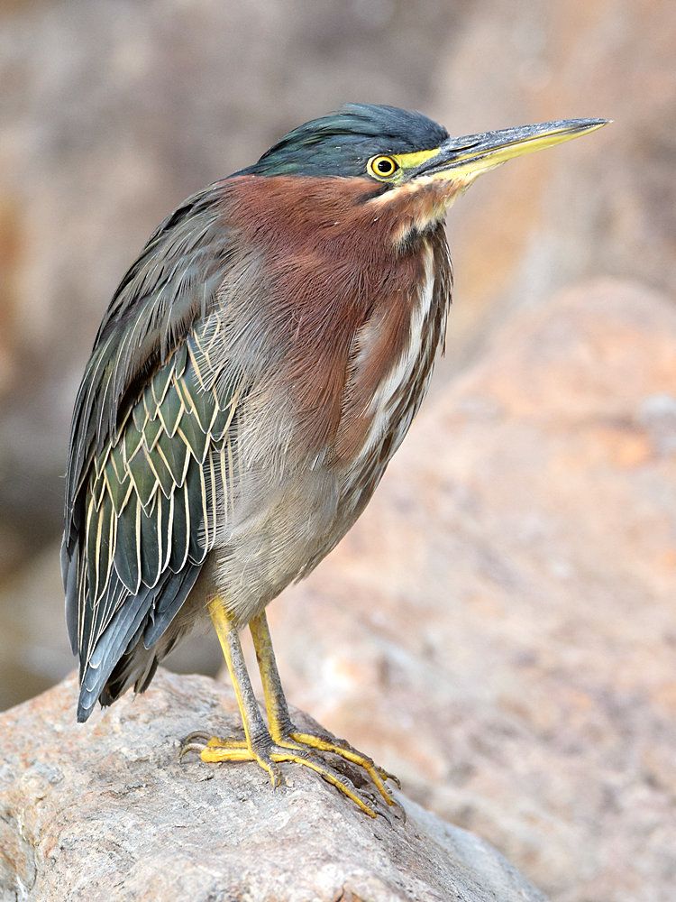 GreenHeron2.jpg