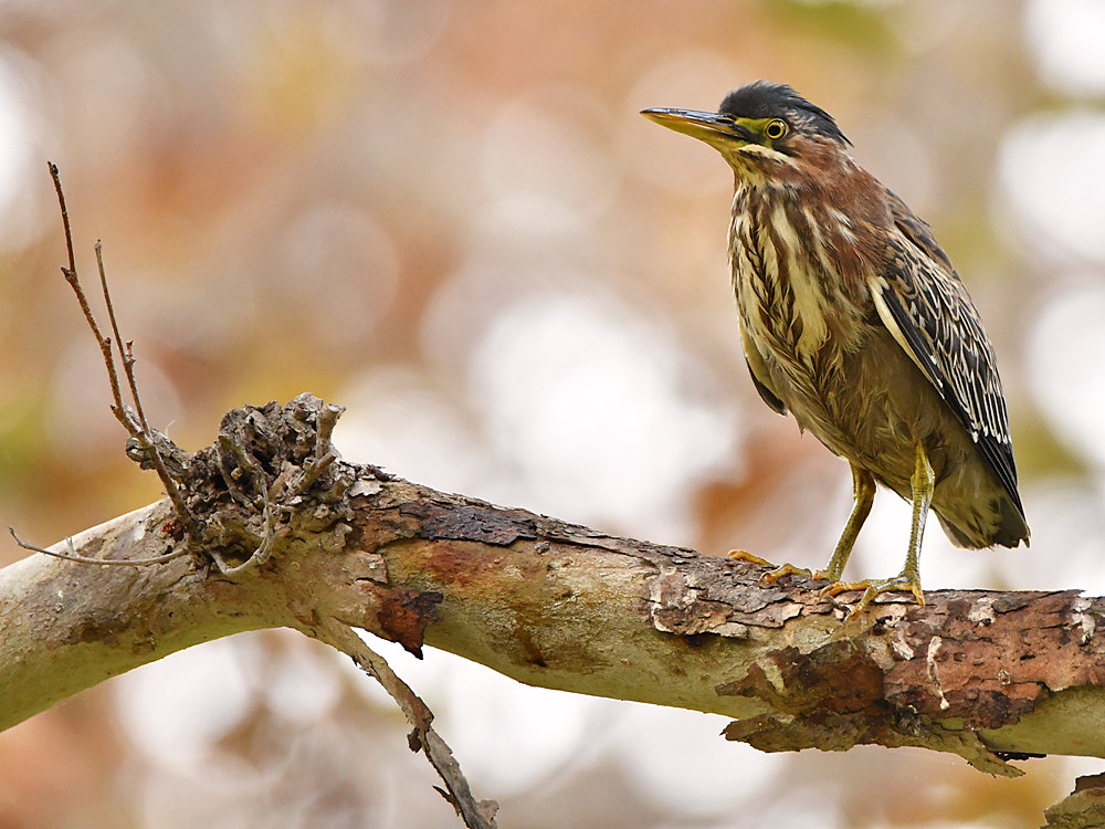 GreenHeron2.jpg