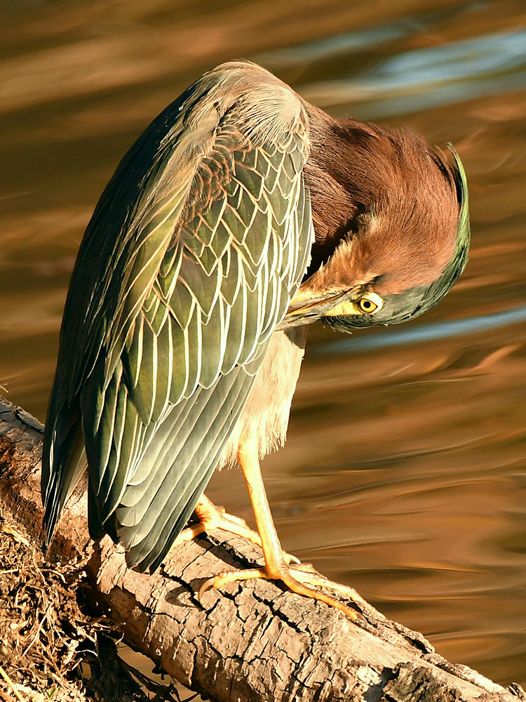 GreenHeron2.jpg