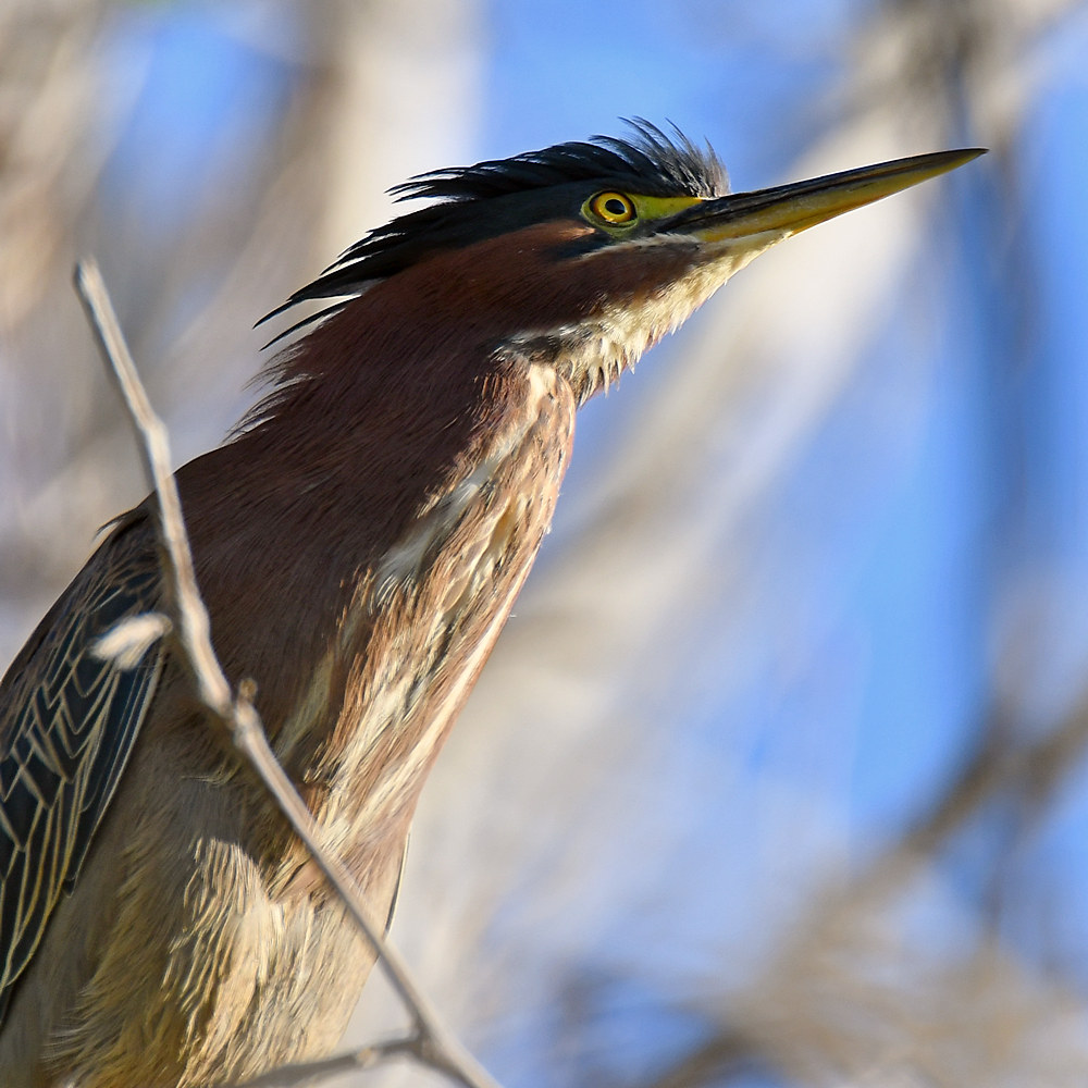 GreenHeron2.jpg
