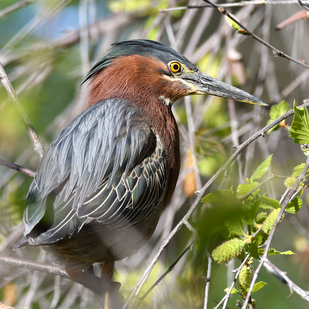 GreenHeron2.jpg