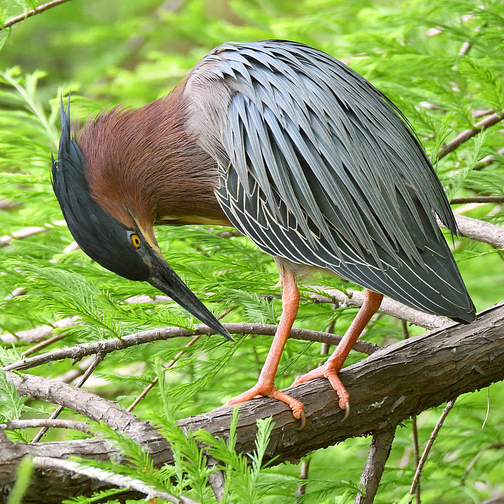 GreenHeron2.jpg