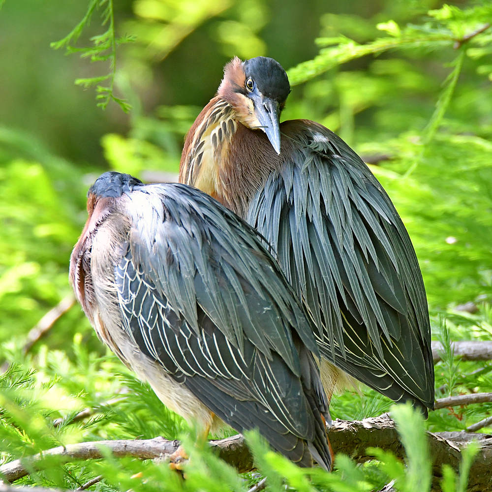 GreenHeron2.jpg