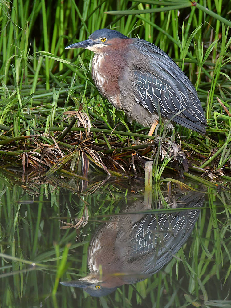 GreenHeron2.jpg