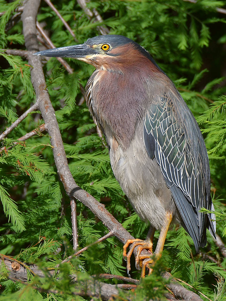 GreenHeron2.jpg