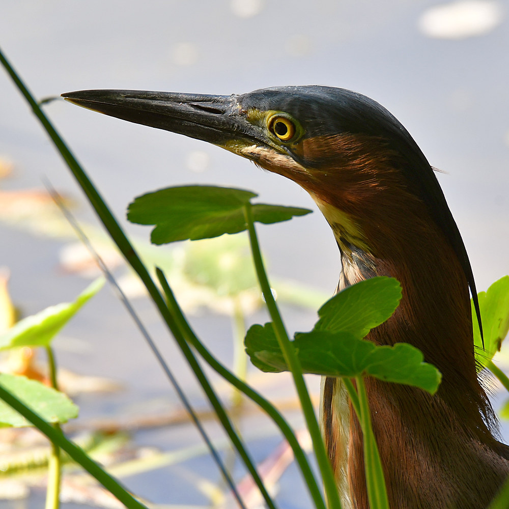 GreenHeron2.jpg