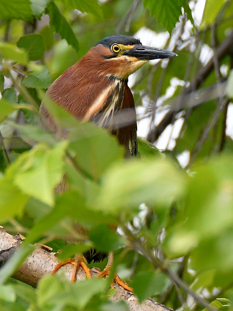 GreenHeron2.jpg