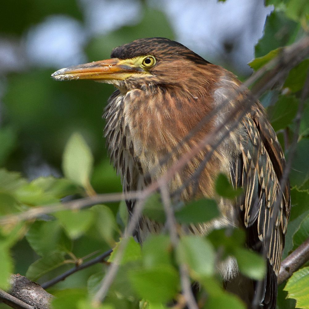 GreenHeron2.jpg