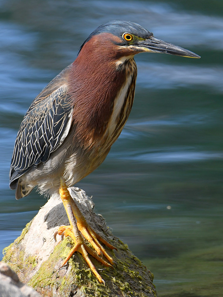 GreenHeron2.jpg