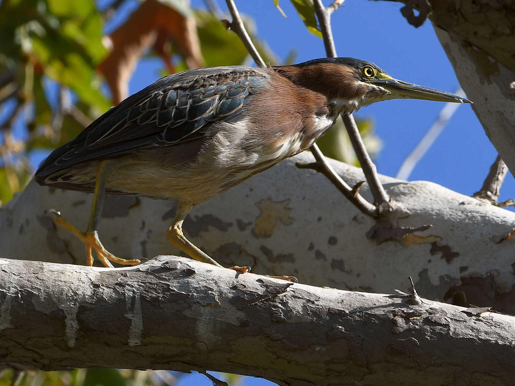 GreenHeron2.jpg