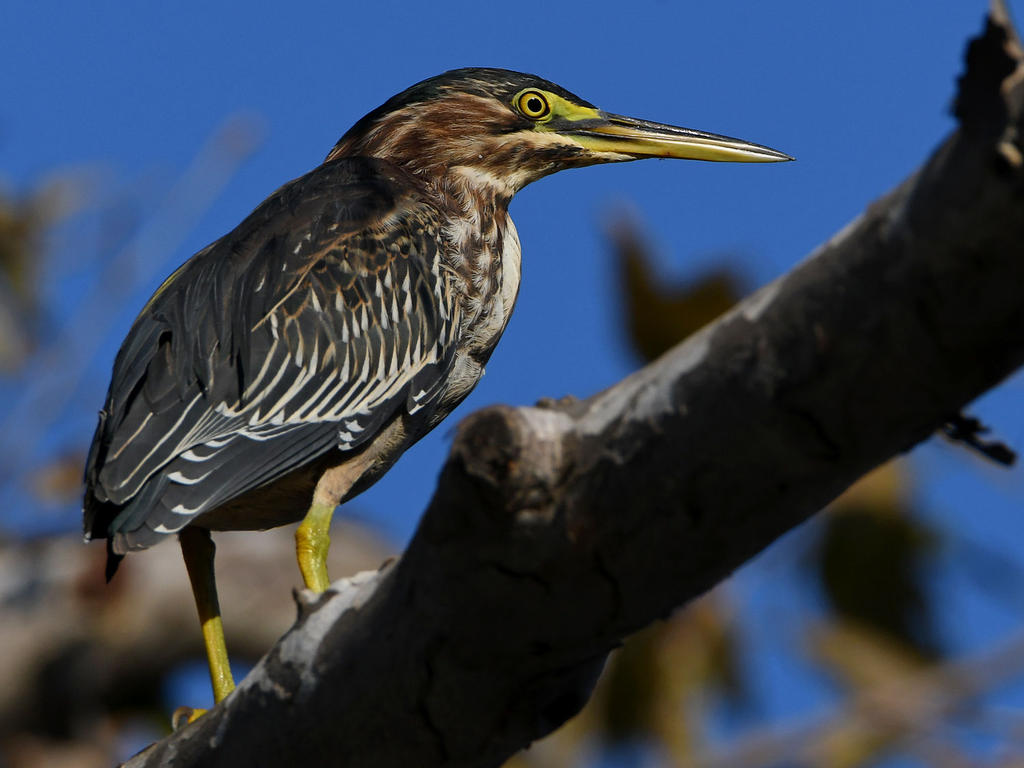 GreenHeron2.jpg