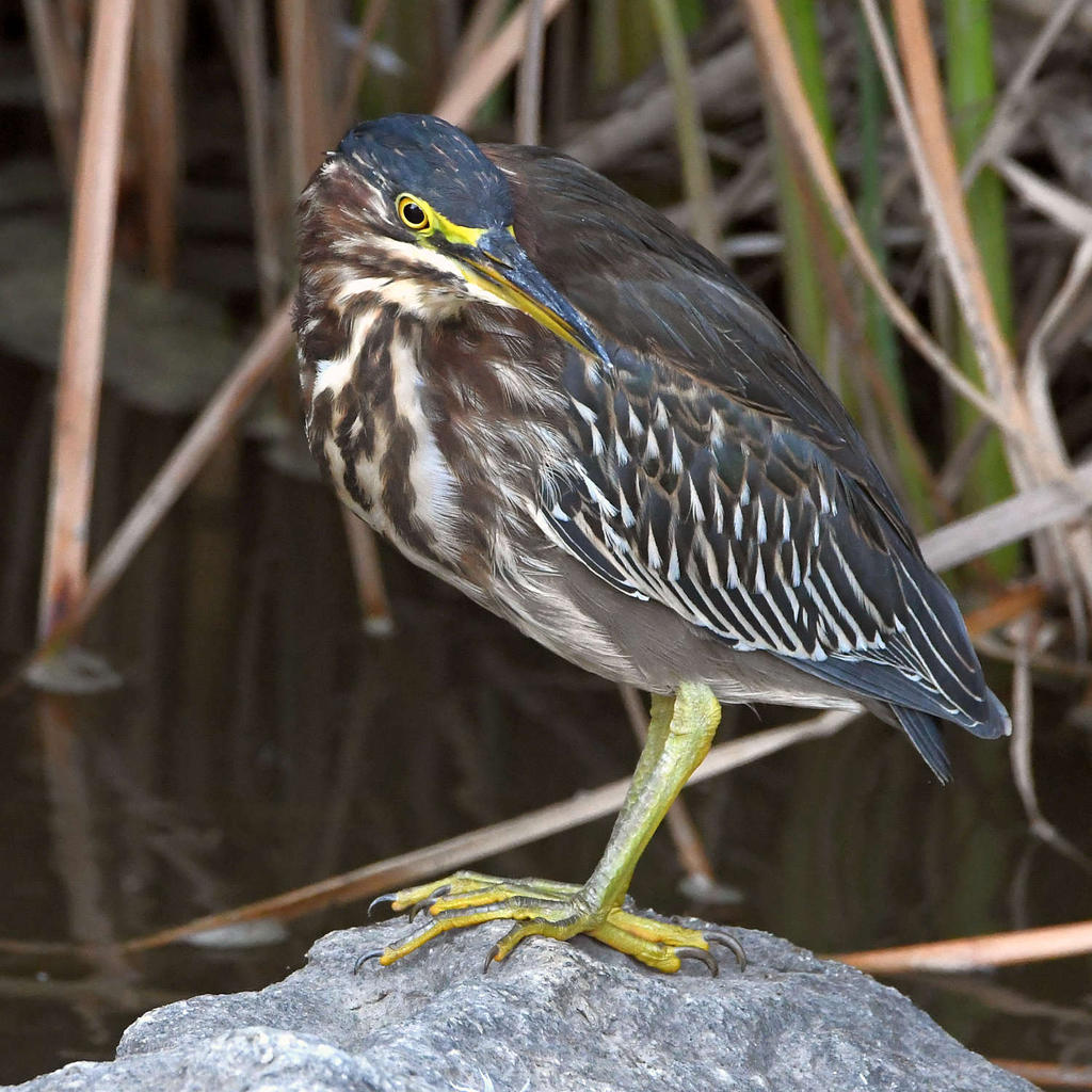 GreenHeron2.jpg