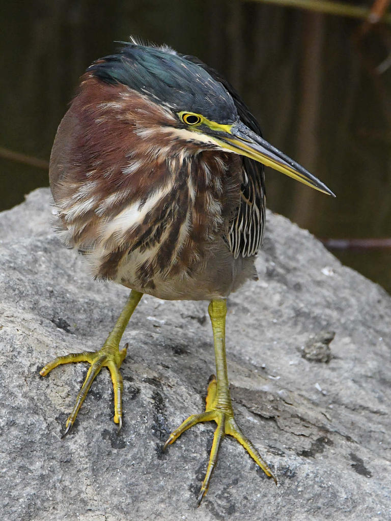 GreenHeron2.jpg