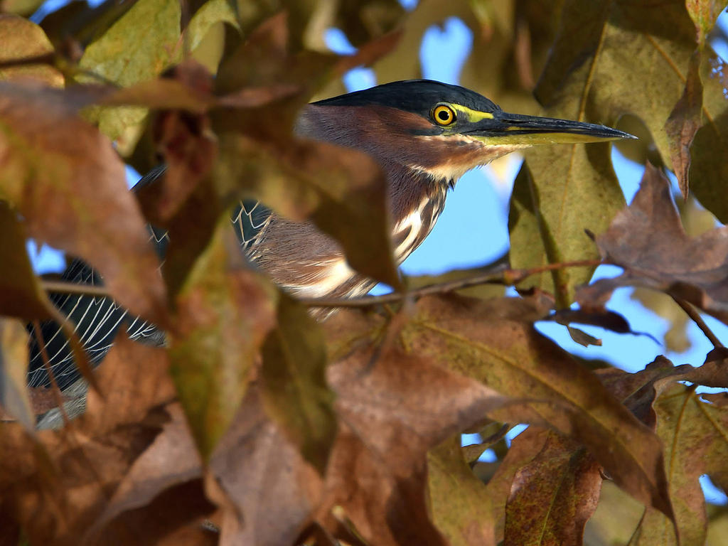 GreenHeron2.jpg
