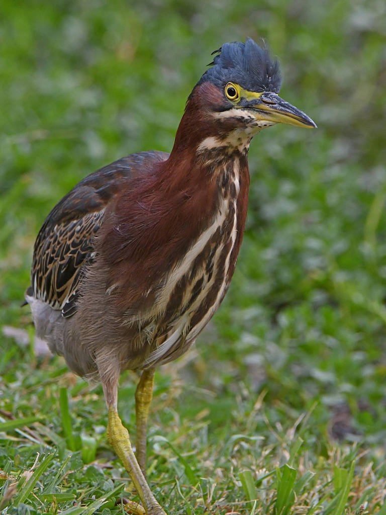 GreenHeron2.jpg