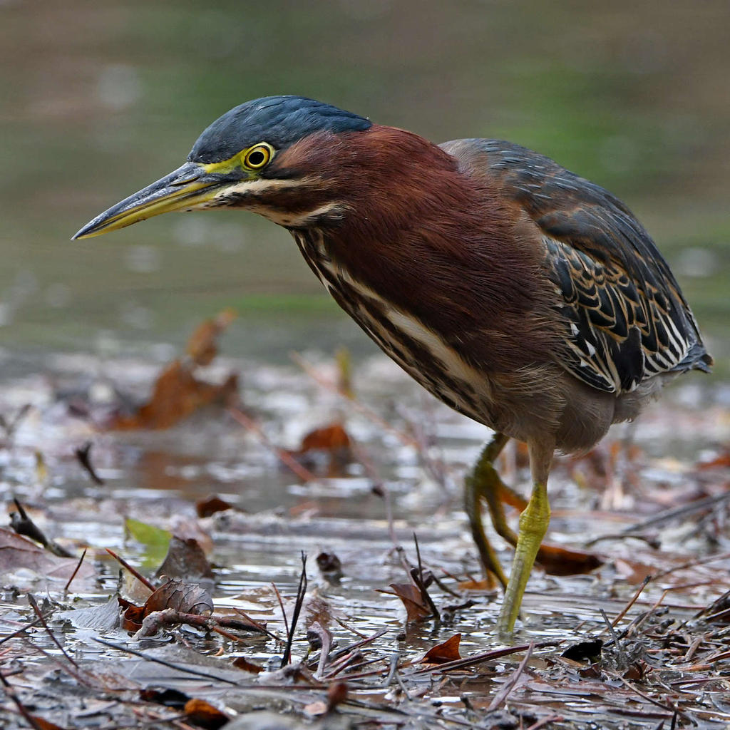 GreenHeron2.jpg