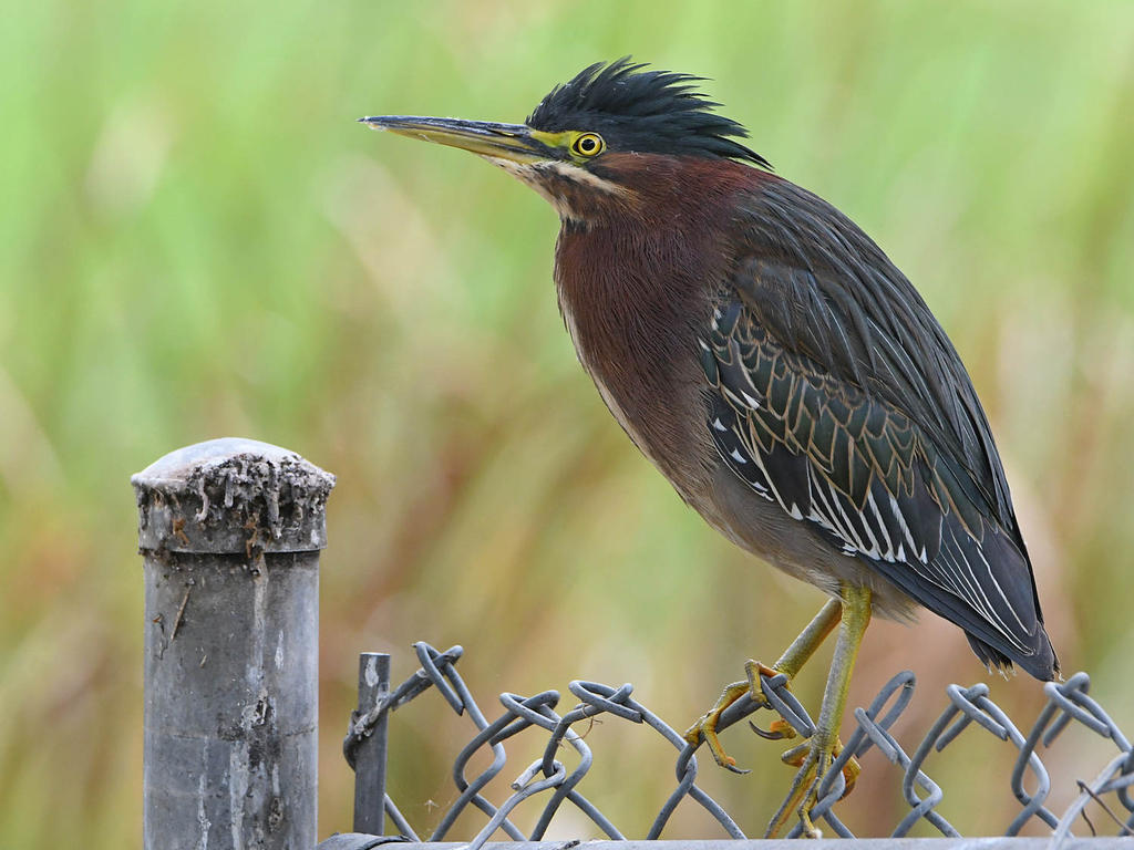 GreenHeron2.jpg