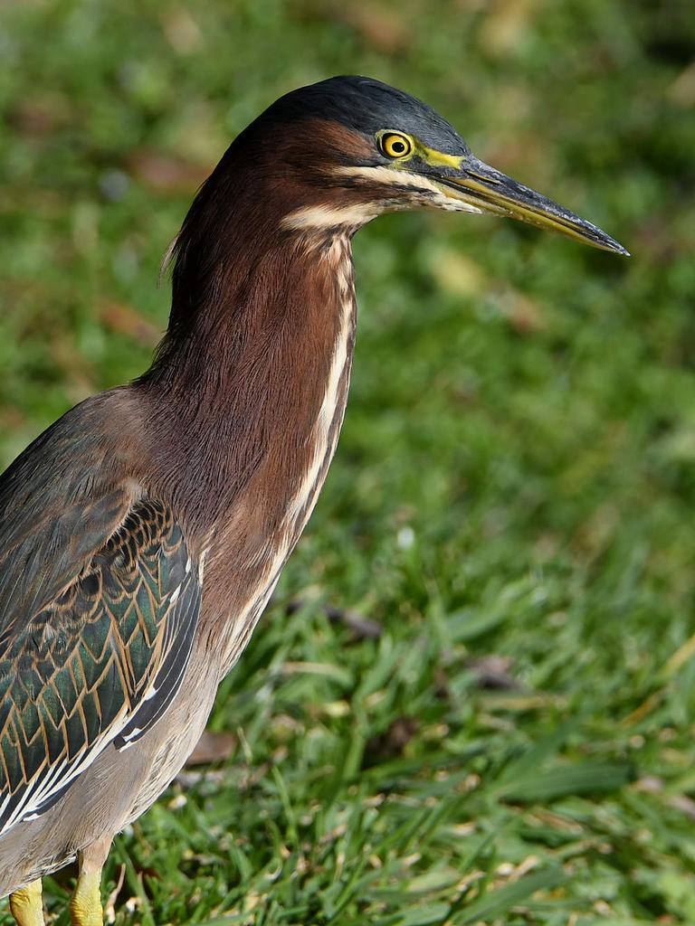 GreenHeron2.jpg