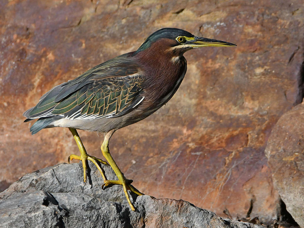GreenHeron2.jpg