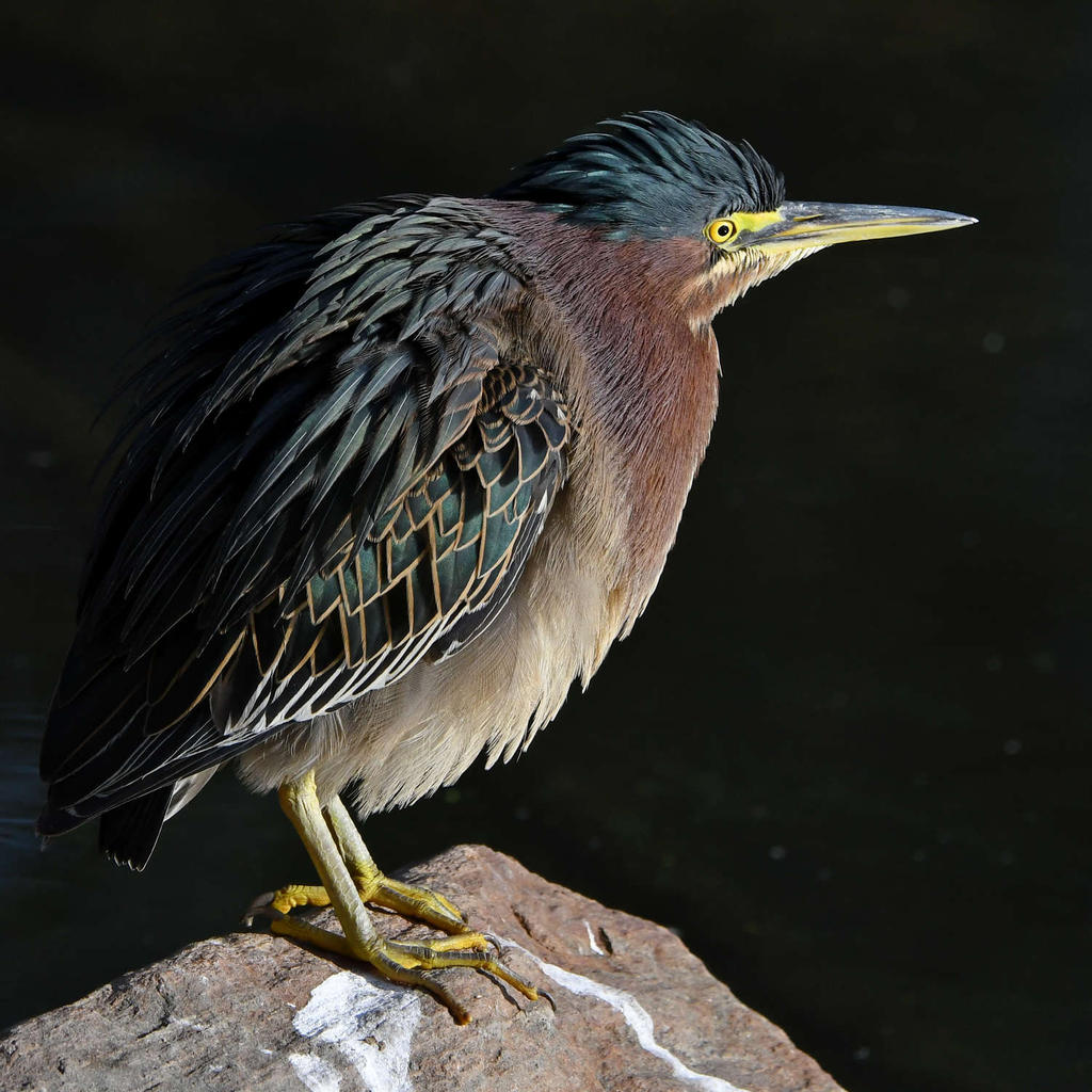 GreenHeron2.jpg