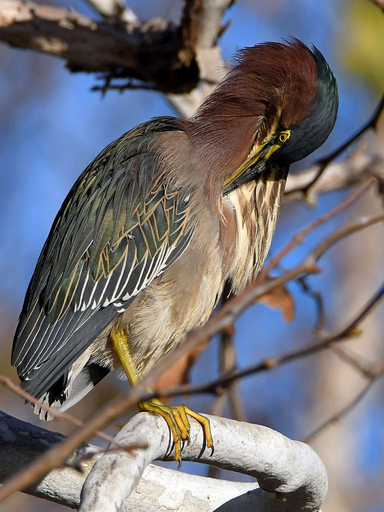 GreenHeron2.jpg