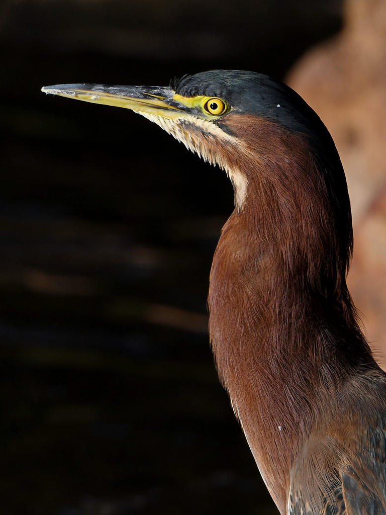 GreenHeron2.jpg