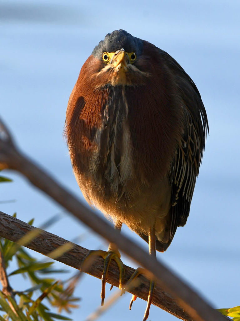 GreenHeron2.jpg