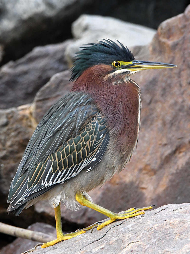GreenHeron2.jpg