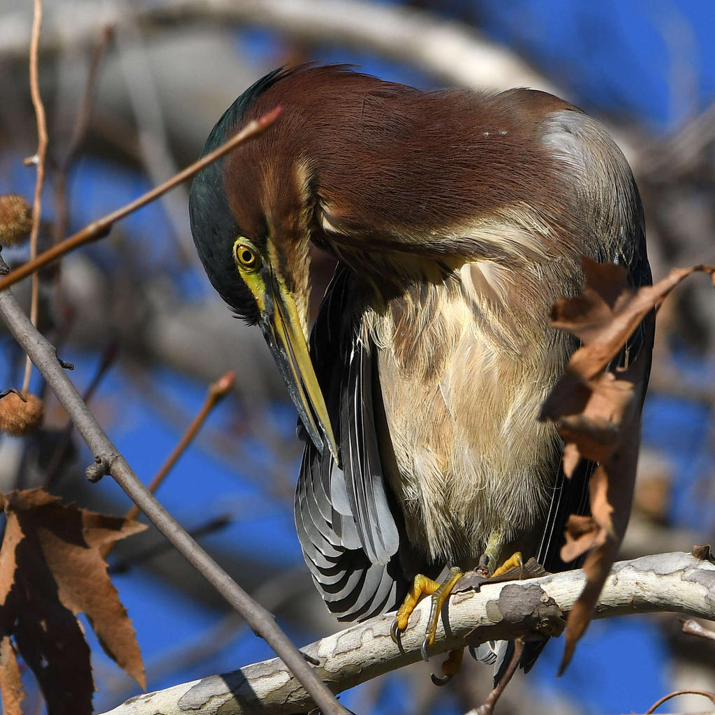 GreenHeron2.jpg