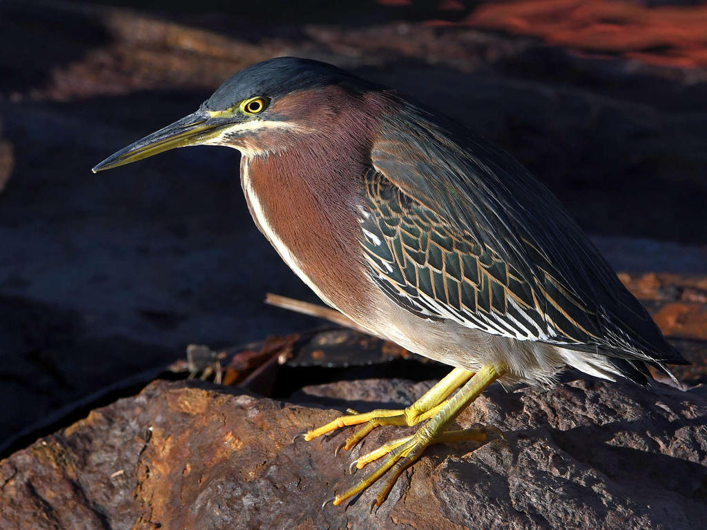 GreenHeron2.jpg