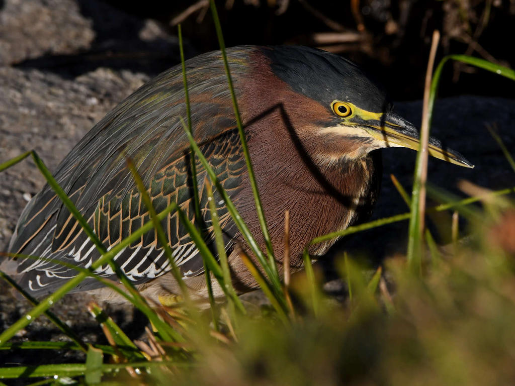 GreenHeron2.jpg