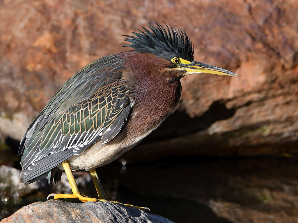 GreenHeron2.jpg