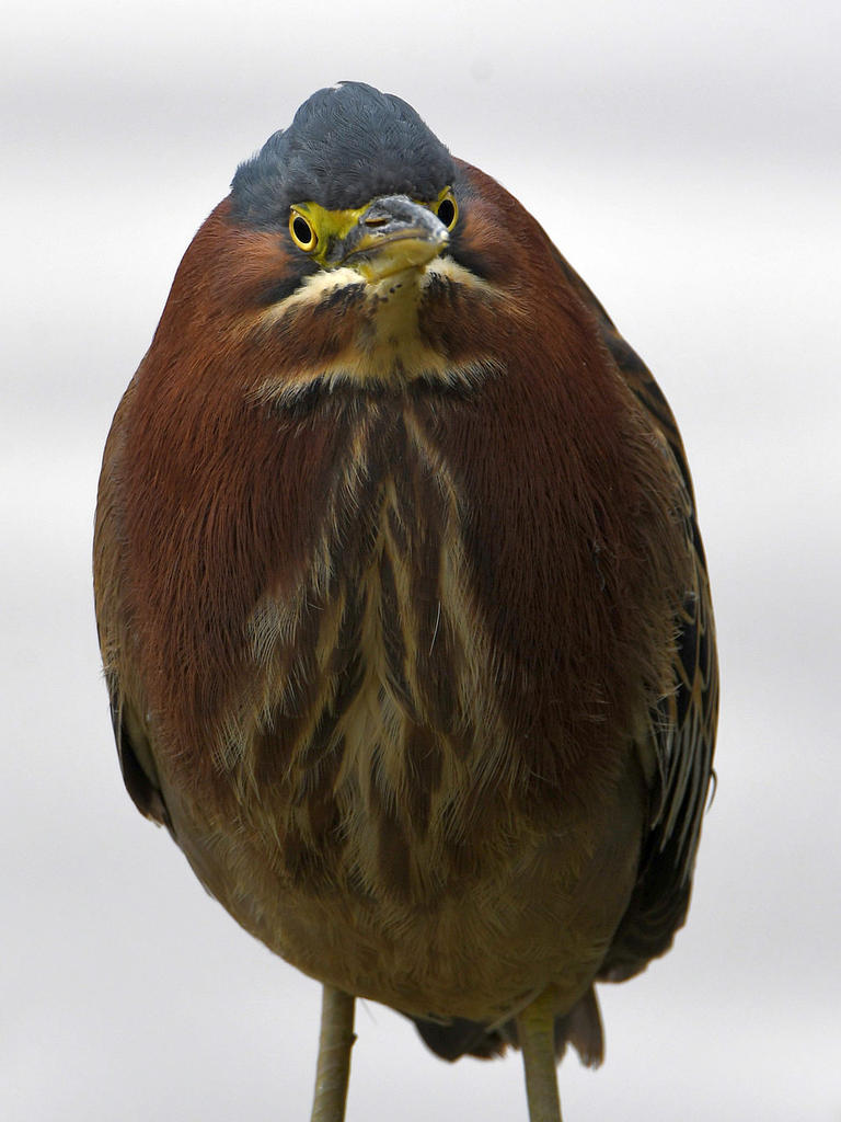 GreenHeron2.jpg