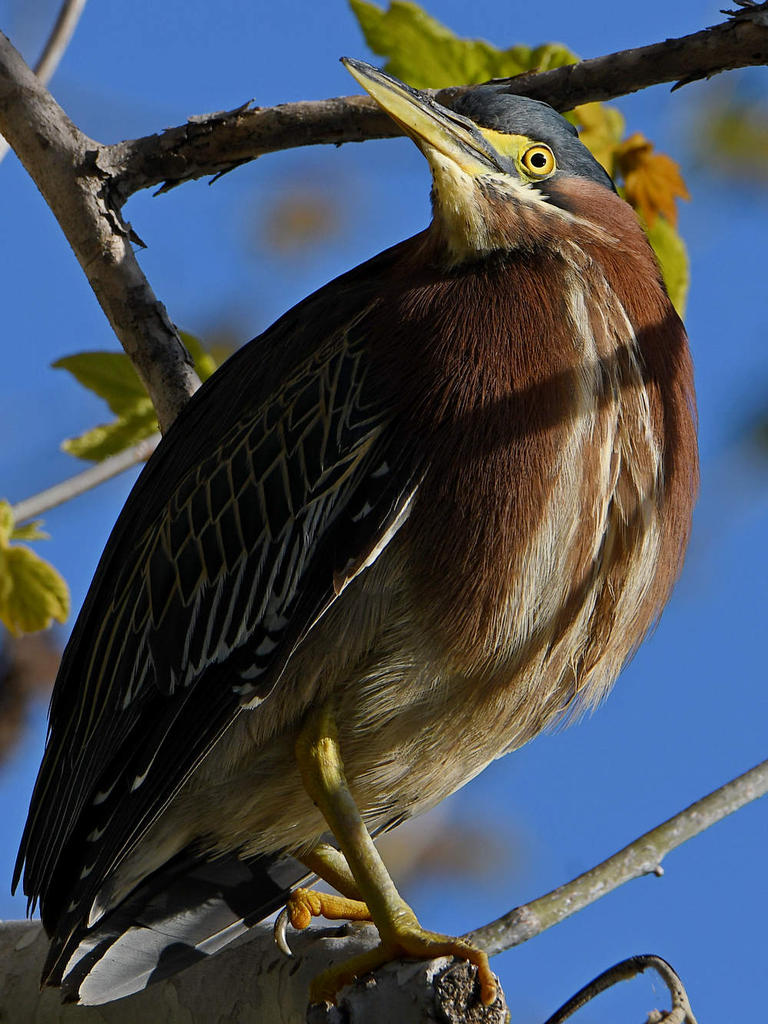 GreenHeron2.jpg