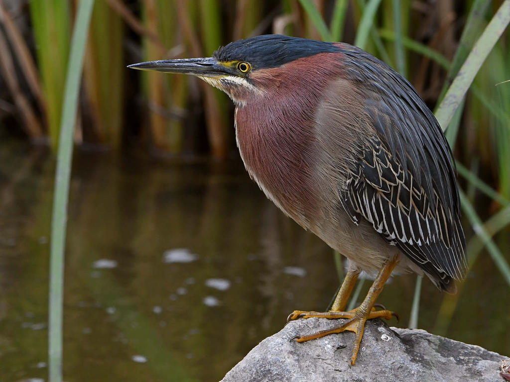 GreenHeron2.jpg